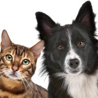 Pets Pets